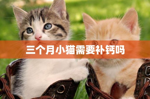 三个月小猫需要补钙吗